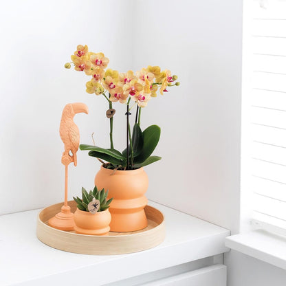 Kolibri Orchids | Orange Phalaenopsis Orchidee - Jamaica + Tower Ziertopf Pfirsich - Topfgröße Ø9cm - 40cm hoch | blühende Zimmerpflanze im Blumentopf - frisch vom Züchter - grüne-wurzel