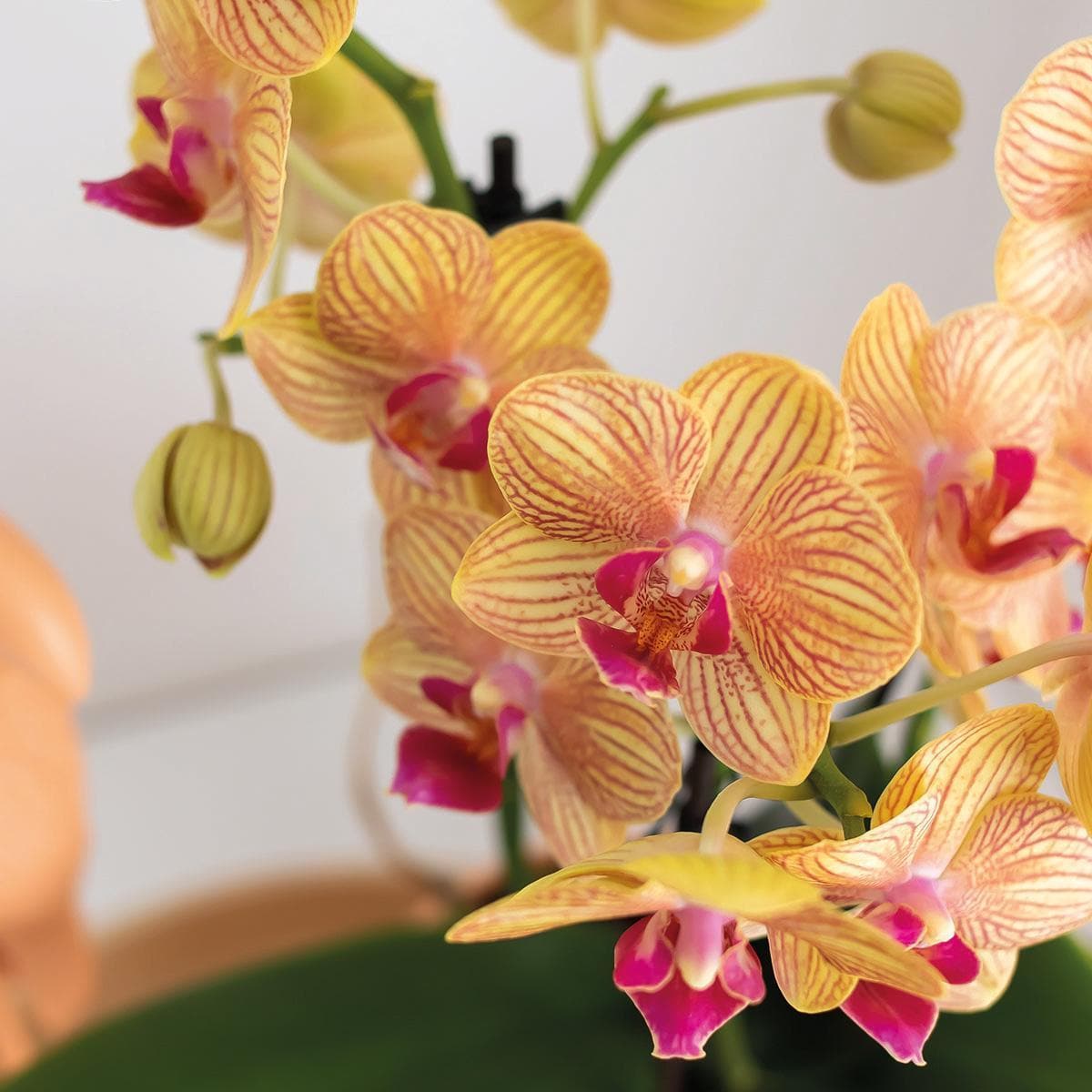 Kolibri Orchids | Orange Phalaenopsis Orchidee - Jamaica + Tower Ziertopf Pfirsich - Topfgröße Ø9cm - 40cm hoch | blühende Zimmerpflanze im Blumentopf - frisch vom Züchter - grüne-wurzel