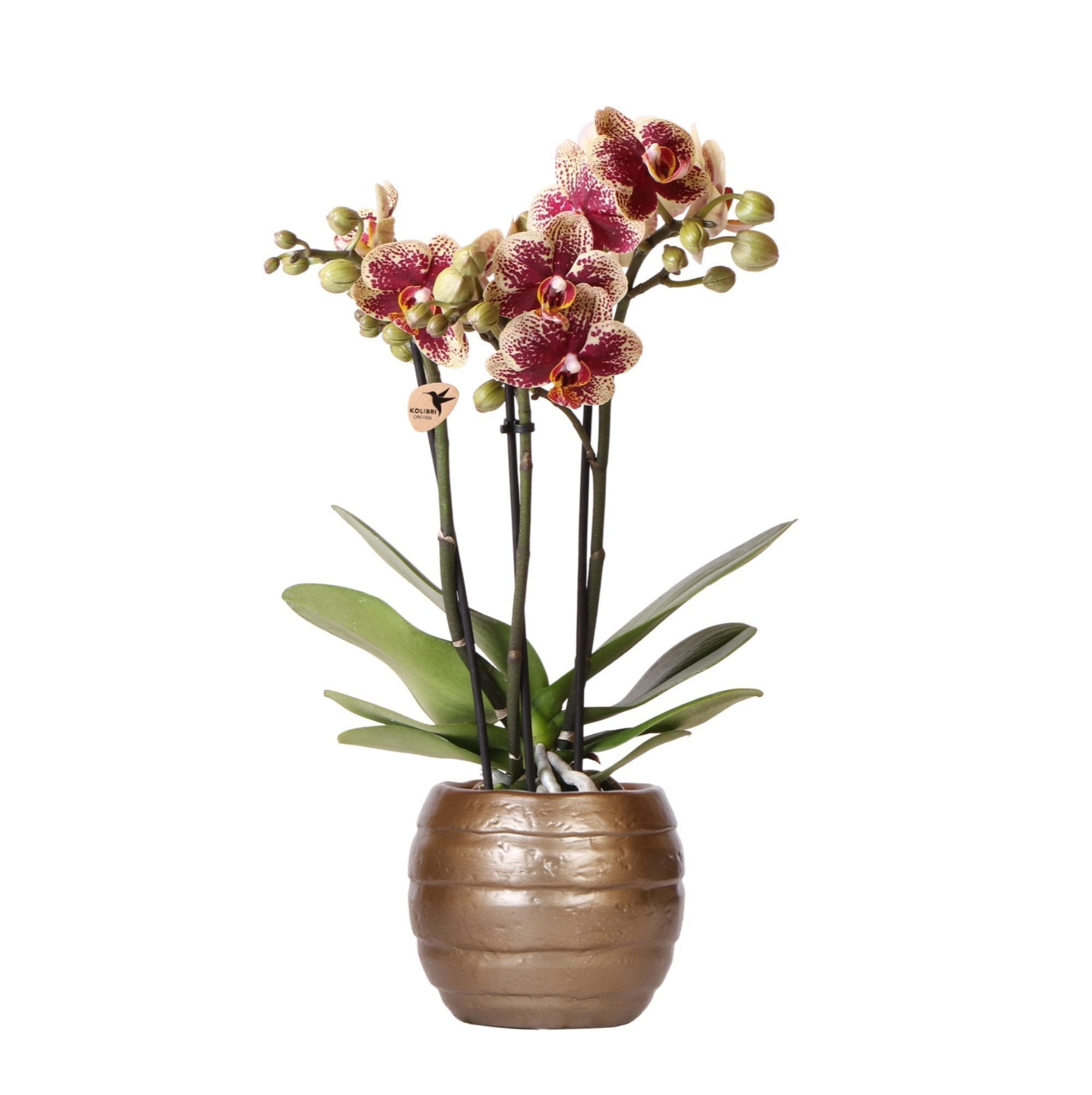 Kolibri Orchideen | Gelbe rote Phalaenopsis-Orchidee - Spanien + Bee pot - Topfgröße Ø9cm | blühende Zimmerpflanze - frisch vom Züchter - grüne-wurzel