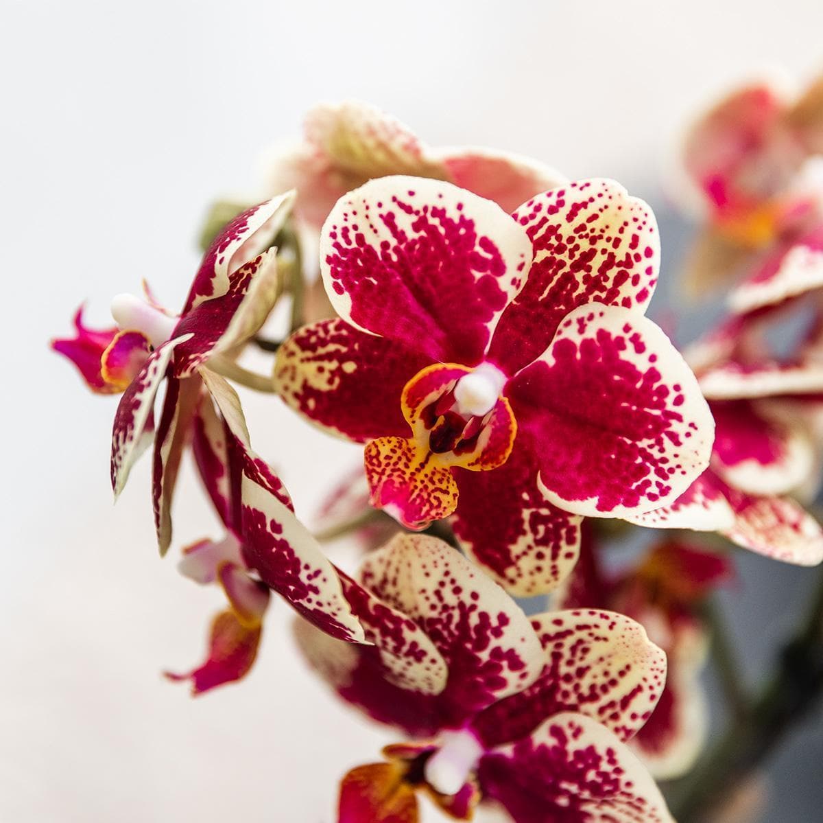 Kolibri Orchideen | Gelbe rote Phalaenopsis-Orchidee - Spanien + Bee pot - Topfgröße Ø9cm | blühende Zimmerpflanze - frisch vom Züchter - grüne-wurzel