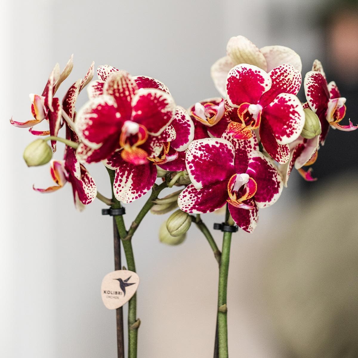 Kolibri Orchideen | Gelbe rote Phalaenopsis-Orchidee - Spanien + Bee pot - Topfgröße Ø9cm | blühende Zimmerpflanze - frisch vom Züchter - grüne-wurzel