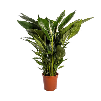 Spathiphyllum Sweet Sebastiano - Ø24cm - ↕110cm - grüne-wurzel