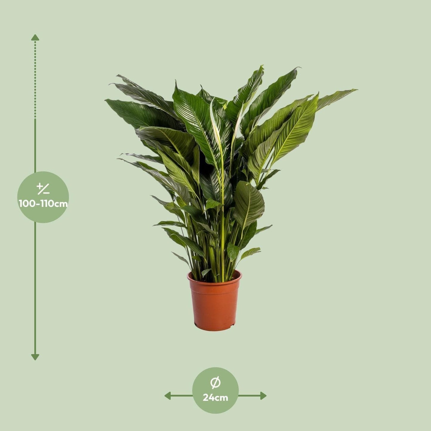 Spathiphyllum Sweet Sebastiano - Ø24cm - ↕110cm - grüne-wurzel