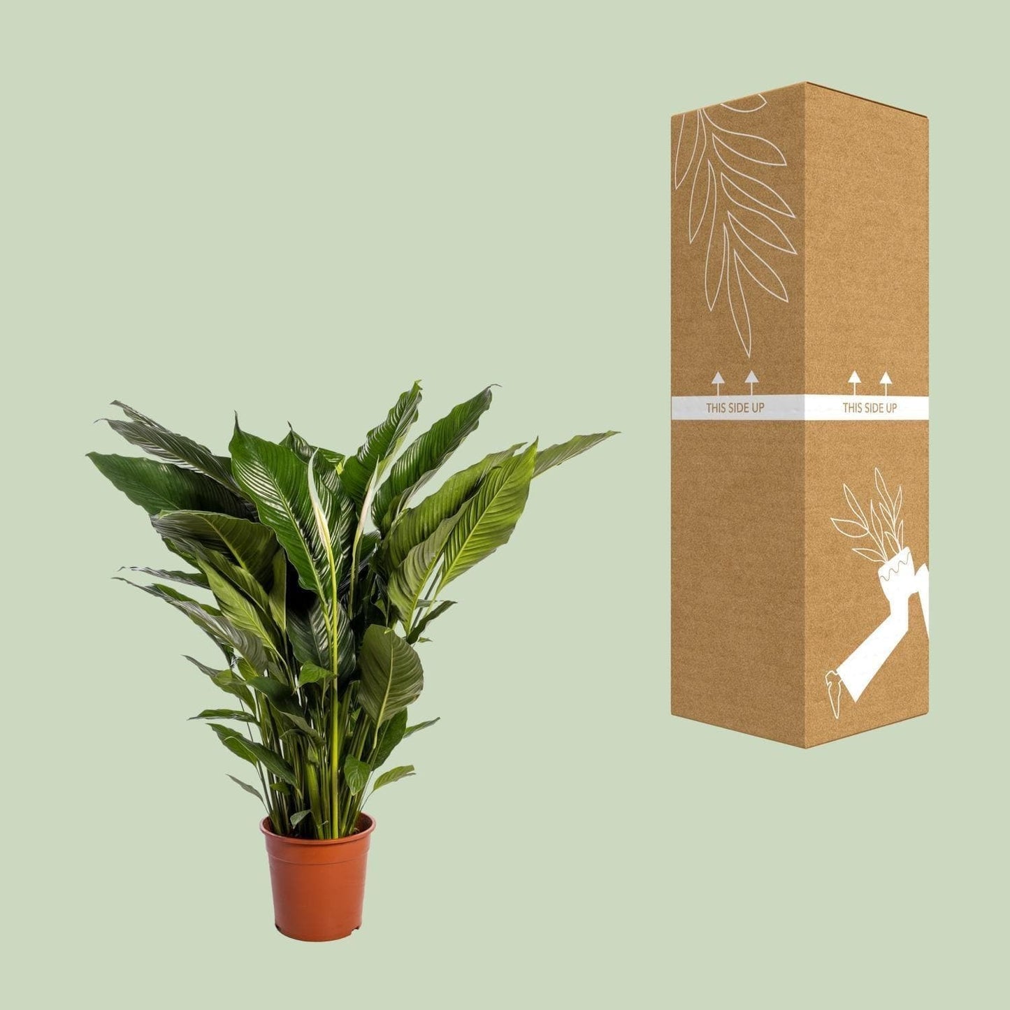 Spathiphyllum Sweet Sebastiano - Ø24cm - ↕110cm - grüne-wurzel