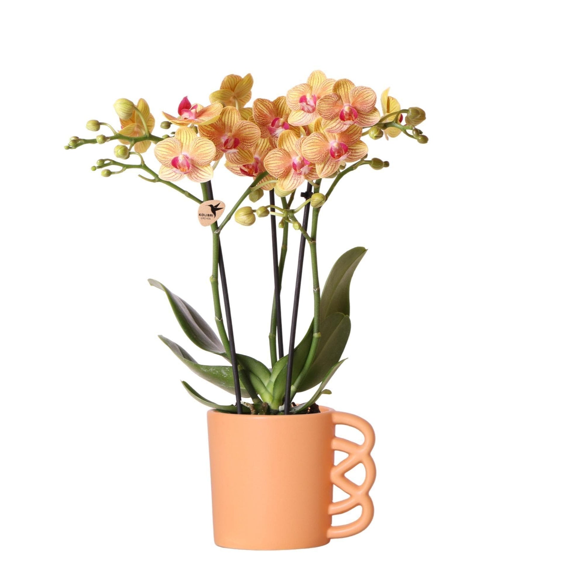 Kolibri Orchids | Orange Phalaenopsis Orchidee - Jamaica + Happy Mug Ziertopf Pfirsich - Topfgröße Ø9cm - 35cm hoch | blühende Zimmerpflanze im Blumentopf - frisch vom Züchter - grüne-wurzel