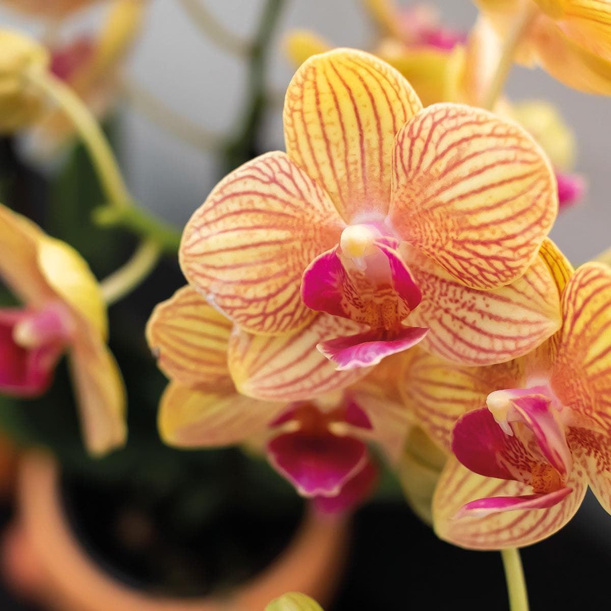 Kolibri Orchids | Orange Phalaenopsis Orchidee - Jamaica + Happy Mug Ziertopf Pfirsich - Topfgröße Ø9cm - 35cm hoch | blühende Zimmerpflanze im Blumentopf - frisch vom Züchter - grüne-wurzel