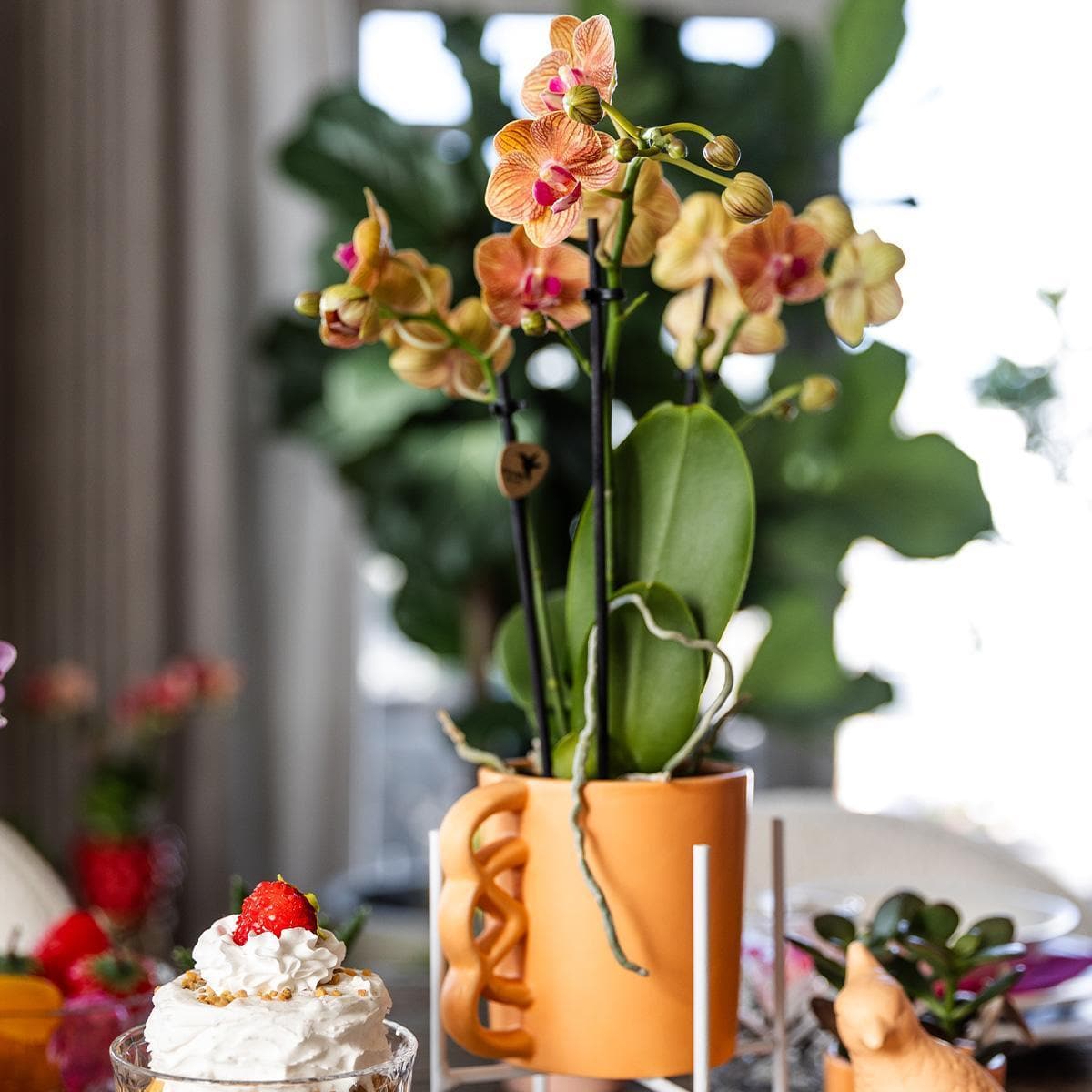 Kolibri Orchids | Orange Phalaenopsis Orchidee - Jamaica + Happy Mug Ziertopf Pfirsich - Topfgröße Ø9cm - 35cm hoch | blühende Zimmerpflanze im Blumentopf - frisch vom Züchter - grüne-wurzel