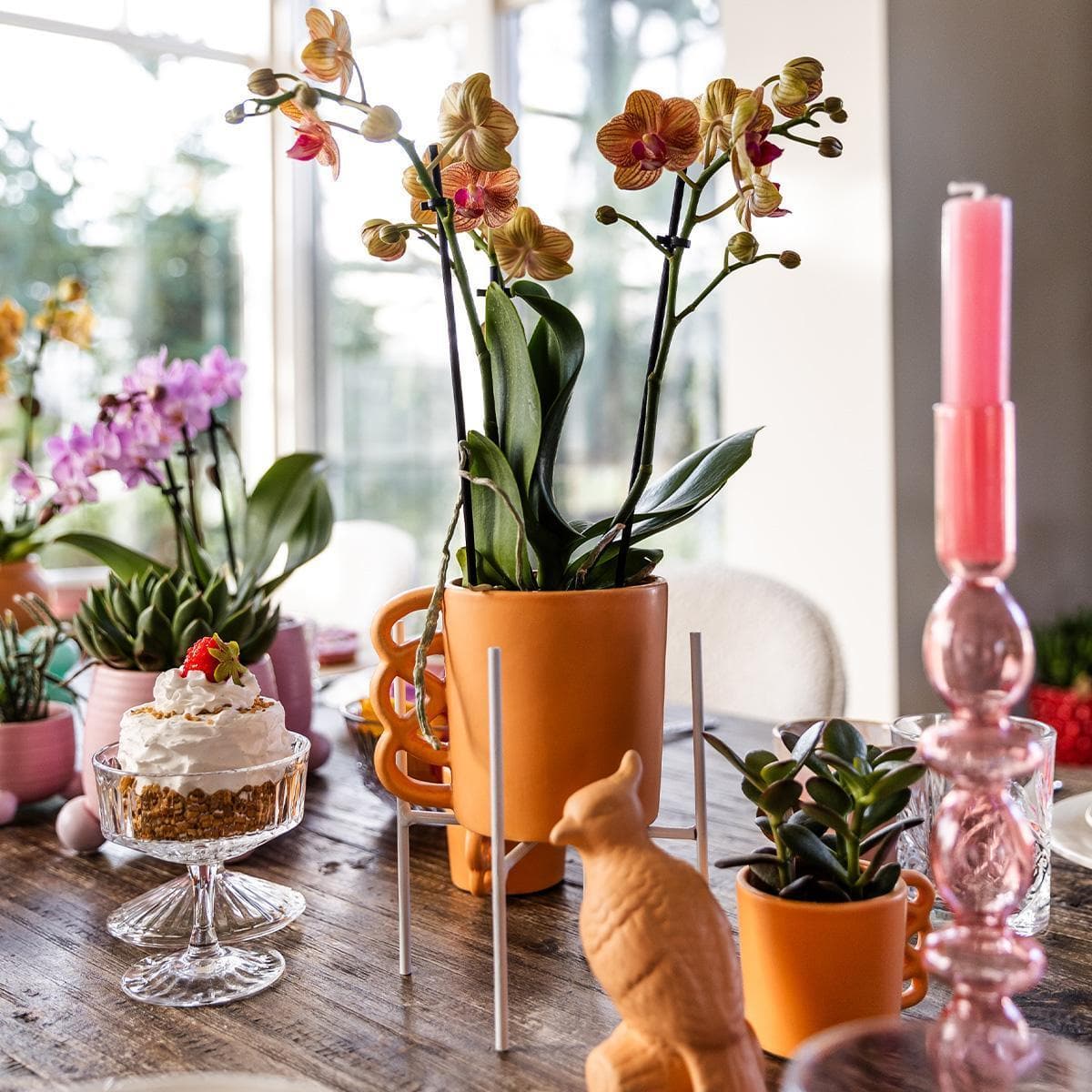 Kolibri Orchids | Orange Phalaenopsis Orchidee - Jamaica + Happy Mug Ziertopf Pfirsich - Topfgröße Ø9cm - 35cm hoch | blühende Zimmerpflanze im Blumentopf - frisch vom Züchter - grüne-wurzel