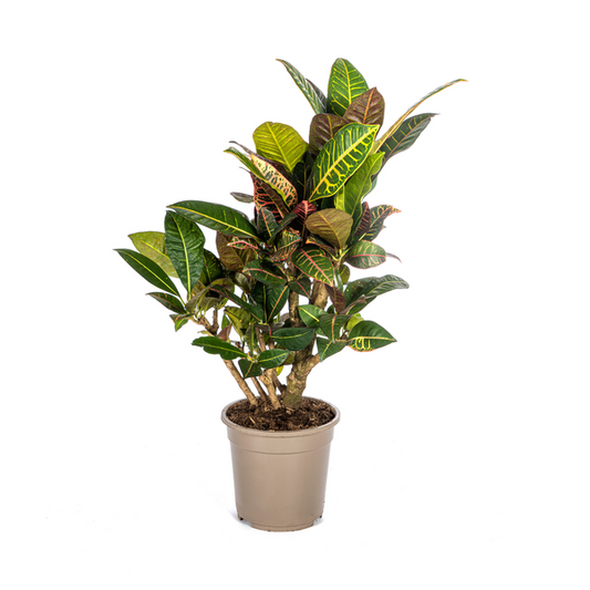 Codiaeum Croton Petra - Farbenfrohe Zimmerpflanze 70-80cm Ø21cm Topf mit großen Grünen und Roten Blättern