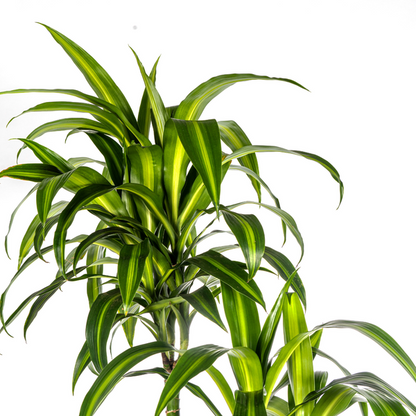 Dracaena Deremensis Hawaiian Sunshine - Große Grüne Zimmerpflanze 180cm Ø27cm Topf