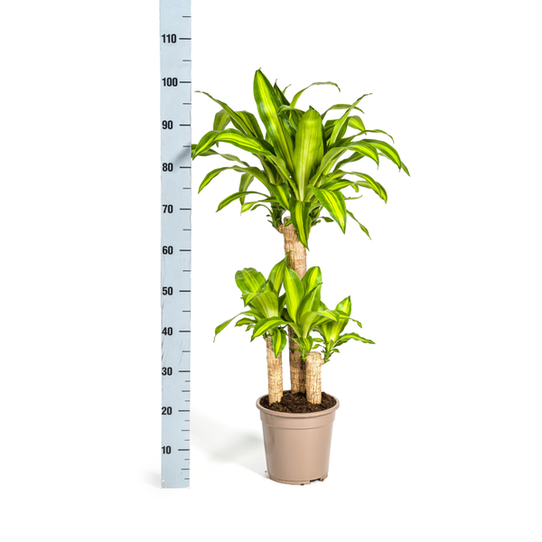 Dracaena Fragrans Massangeana - Pflegeleichte Grüne Zimmerpflanze 100cm Ø21cm Topf