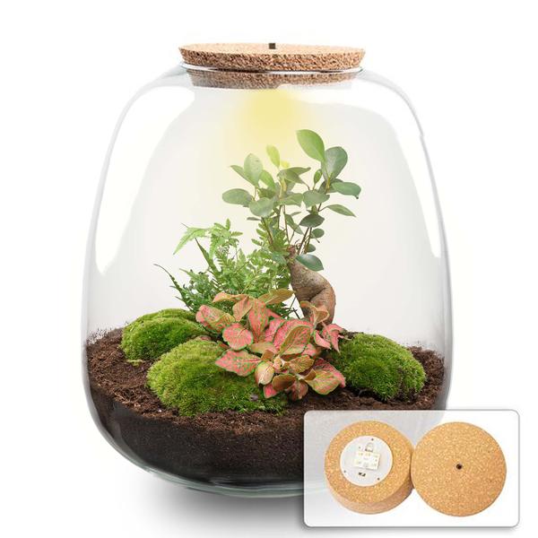 Pflanzenterrarium DIY Set H25cm Glas mit LED Bonsai Red Moos Modern