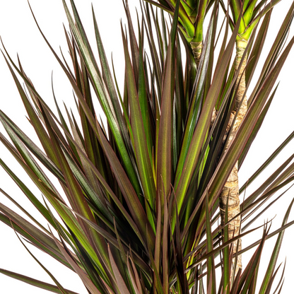 Dracaena Marginata Magenta - Exotische Zimmerpflanze 120cm Ø21cm Topf Palme Dunkel