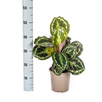 Calathea Medallion - Exotische Zimmerpflanze mit Blatt Mustern 45cm Ø17cm Topf