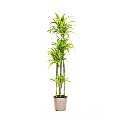 Dracaena Deremensis Lemon Lime - Große Grüne Zimmerpflanze 180cm Ø27cm Topf