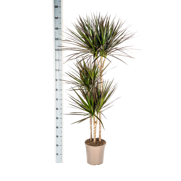 Dracaena Marginata Magenta - Exotische Zimmerpflanze 140cm Ø24cm Topf Palme Dunkelgrün