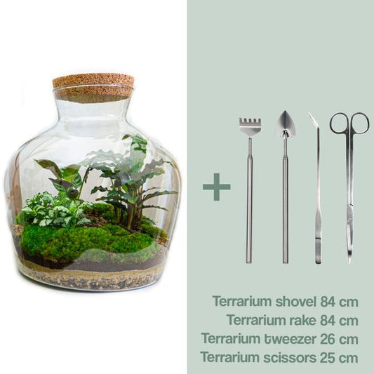 Flaschengarten H30cm Ø29cm Pflanzenterrarium Set Fat Joe Deluxe mit Calathea Lancifolia Fittonia + Profi Werkzeugset - DIY Terrarium