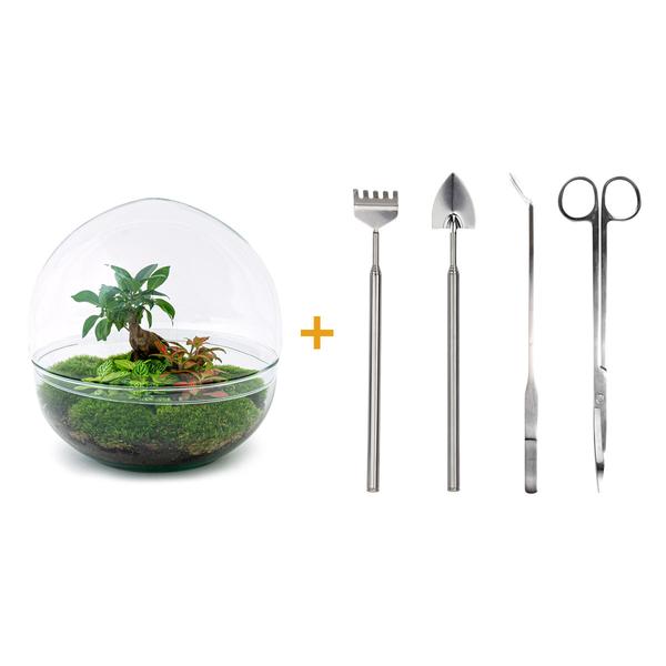 Flaschengarten H30cm Ø30cm Pflanzenterrarium Set Dome XL mit Ficus Ginseng Bonsai Fittonia + Profi Werkzeugset Rechen Schaufel Pinzette Schere - DIY Terrarium