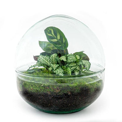 Flaschengarten H20cm Ø20cm Pflanzenterrarium Set Dome Deluxe mit Fittonia Calathea + Profi Werkzeugset Rechen Schaufel Pinzette Schere - DIY Terrarium