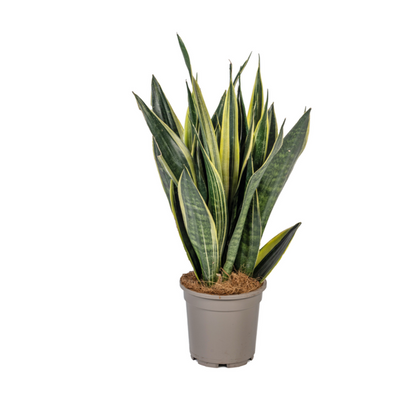 Sansevieria Trifasciata Canary - Pflegeleichte Grüne Zimmerpflanze 55cm Ø17cm Topf