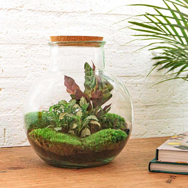 Flaschengarten H26,5cm Ø25cm Pflanzenterrarium Set Teddy mit Calathea Fittonia + Werkzeugset Rechen Schaufel - DIY Terrarium