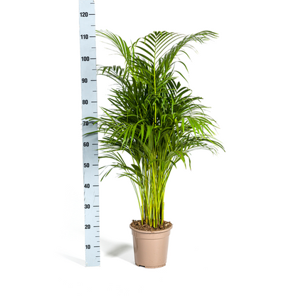 Dypsis Areca Lutescens - Goldpalme Zimmerpflanze 110cm Ø21cm Topf Grün