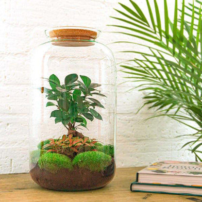 Flaschengarten H43cm Ø23cm Pflanzenterrarium Set Sven Bonsai mit Ficus Ginseng Fittonia + Profi Werkzeugset Rechen Schaufel Pinzette - DIY Terrarium