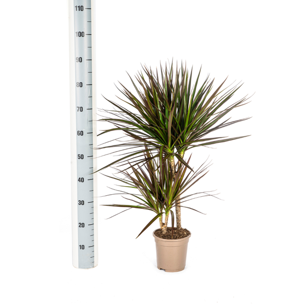 Dracaena Marginata Magenta - Pflegeleichte Zimmerpflanze 60cm Ø17cm Topf