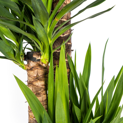 Yucca Elephantipes - Große Zimmerpflanze Palmlilie 160cm Ø27cm Topf Palme