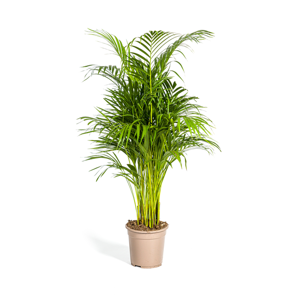 Dypsis Areca Lutescens - Goldpalme Zimmerpflanze 110cm Ø21cm Topf Grün