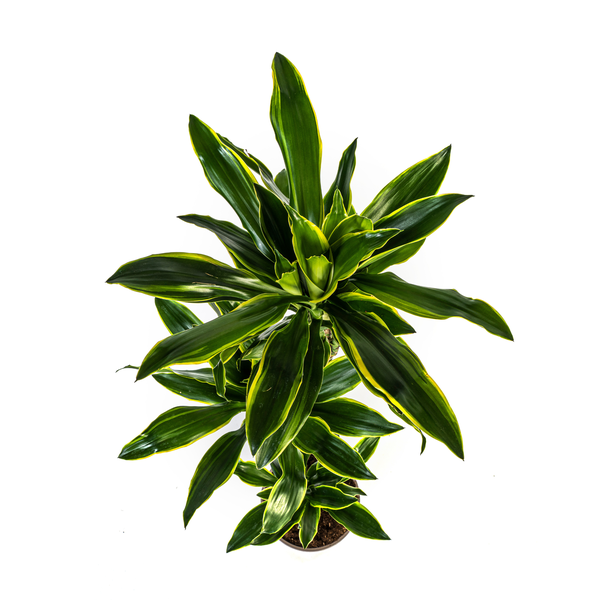 Dracaena Fragrans Golden Coast - Große Zimmerpflanze 140cm Ø24cm Topf