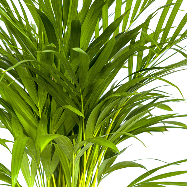 Dypsis Areca Lutescens - Goldpalme Zimmerpflanze 90cm Ø19cm Topf Palme Grün