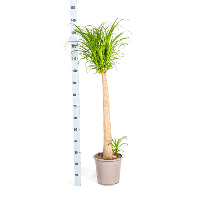 Beaucarnea Recurvata - Elefantenfuß Große Zimmerpflanze 120cm Ø27cm Topf