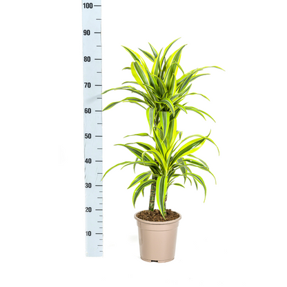 Dracaena Deremensis Lemon Lime - Pflegeleichte Zimmerpflanze 80cm Ø19cm Hellgrüne Blätter