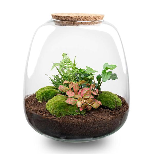 Pflanzenterrarium DIY Set H25cm Glas Efeu Rot Geschenk Modern Hedera Red