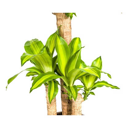 Dracaena Fragrans Massangeana - Pflegeleichte Grüne Zimmerpflanze 100cm Ø21cm Topf