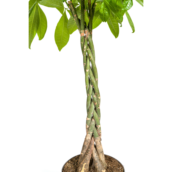 Pachira Aquatica - Große Zimmerpflanze Geldbaum 140-150cm Ø27cm Topf