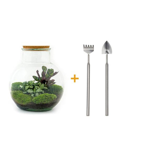 Flaschengarten H26,5cm Ø25cm Pflanzenterrarium Set Teddy mit Calathea Fittonia + Werkzeugset Rechen Schaufel - DIY Terrarium