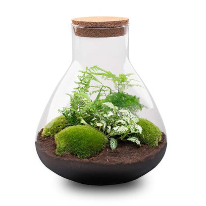 Flaschengarten 35cm Pflanzenterrarium Set Sam XL mit Spargel Fittonia Farn + Werkzeugset Rechen Schaufel Pinzette - DIY Terrarium