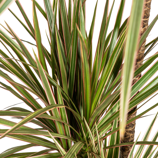 Dracaena Marginata Bicolor - Exotische Zweifarbige Zimmerpflanze 120cm Ø21cm Topf Palme