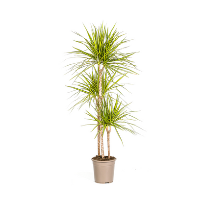 Dracaena Marginata Sunray - Große Zimmerpflanze 140cm Ø24cm Topf Grün