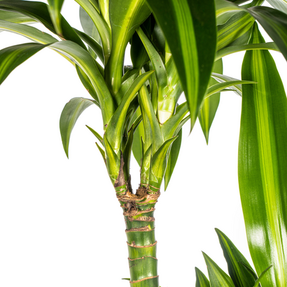 Dracaena Deremensis Hawaiian Sunshine - Tropische Grüne Zimmerpflanze 140cm Ø24cm Dunkelgrün Hellgrün