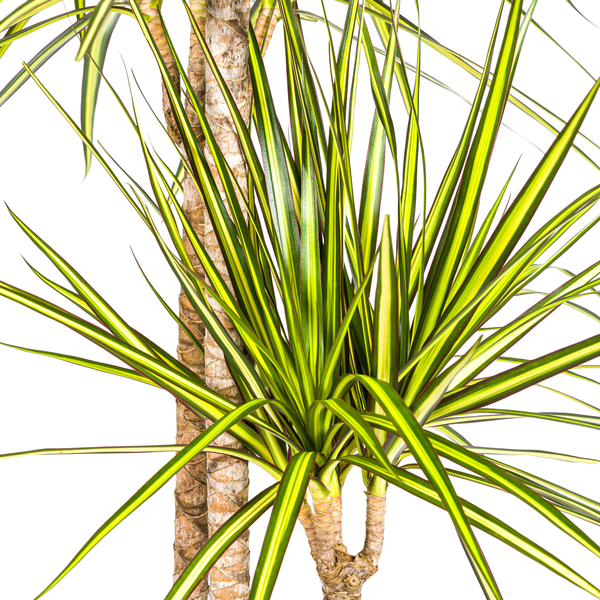 Dracaena Marginata Sunray - Große Zimmerpflanze 140cm Ø24cm Topf Grün