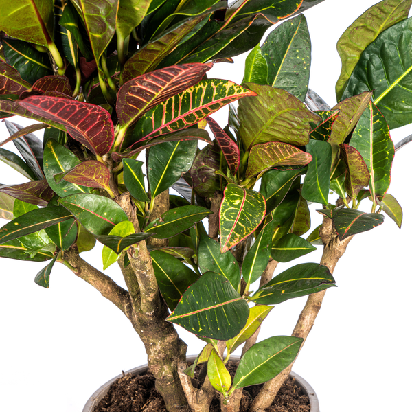 Codiaeum Croton Petra - Farbenfrohe Zimmerpflanze 70-80cm Ø21cm Topf mit großen Grünen und Roten Blättern