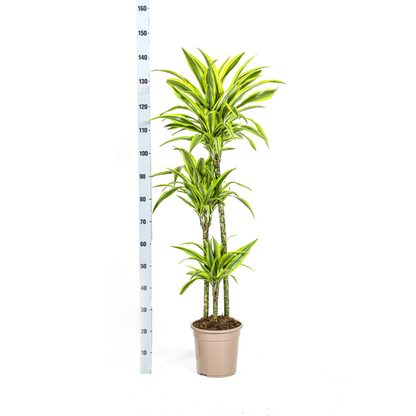 Dracaena Deremensis Lemon Lime - Große Zimmerpflanze 140cm Ø24cm Topf Hellgrün