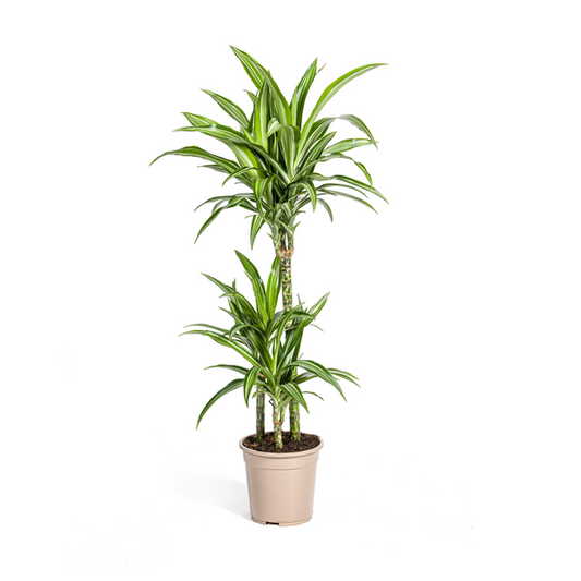 Dracaena Deremensis White Stripe - Elegante Zimmerpflanze 100cm Ø21cm Topf Grün mit Weißen Streifen