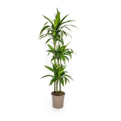 Dracaena Deremensis Lisa - Große Grüne Zimmerpflanze 140cm Ø24cm Topf