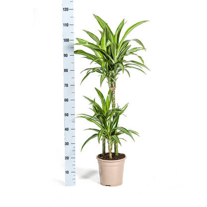 Dracaena Deremensis White Stripe - Elegante Zimmerpflanze 100cm Ø21cm Topf Grün mit Weißen Streifen