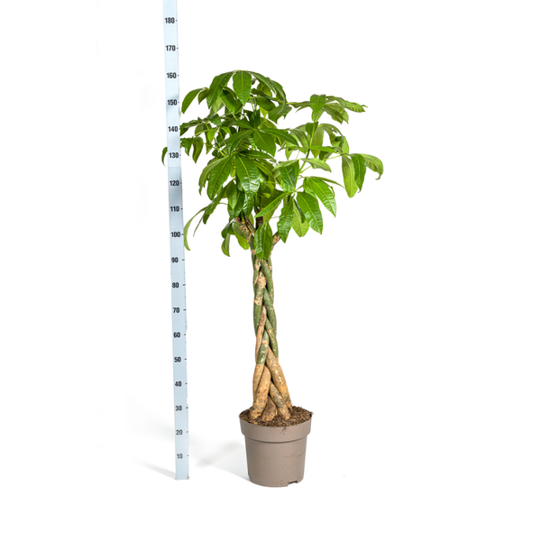 Pachira Aquatica - Große Zimmerpflanze Geldbaum 170-180cm Ø30cm Topf