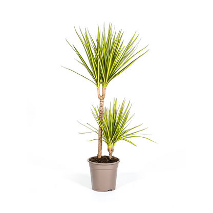 Dracaena Marginata Sunray - Exotische Zimmerpflanze 80-100cm Ø19cm Topf Palme Grün